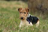 FOX TERRIER 542